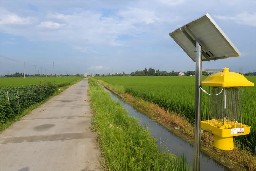 太阳能板灭虫灯